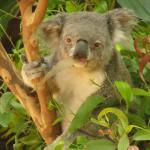 Newcastle - Blackbutt Reserve 